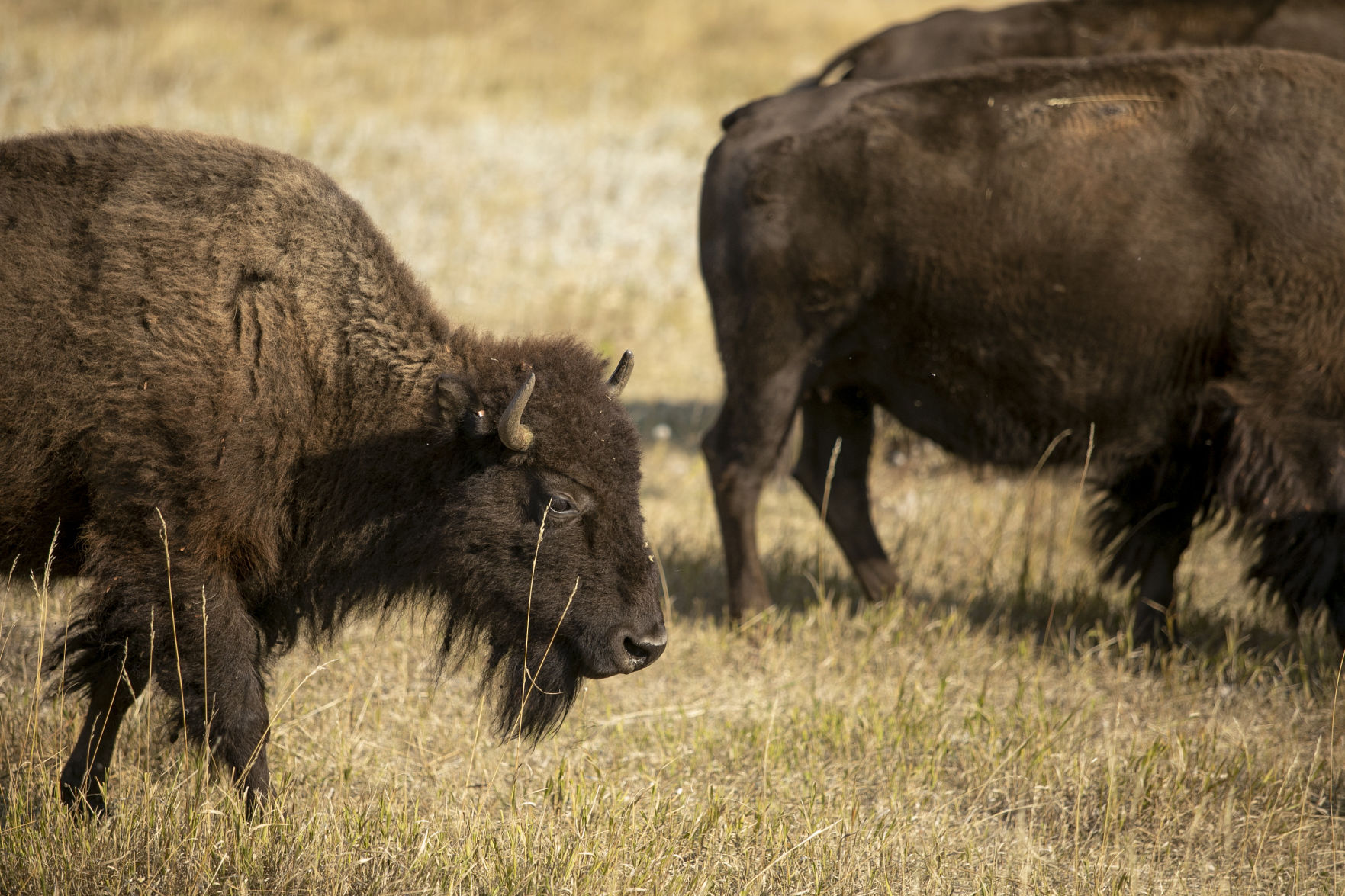 Buffalo Roundup Preview